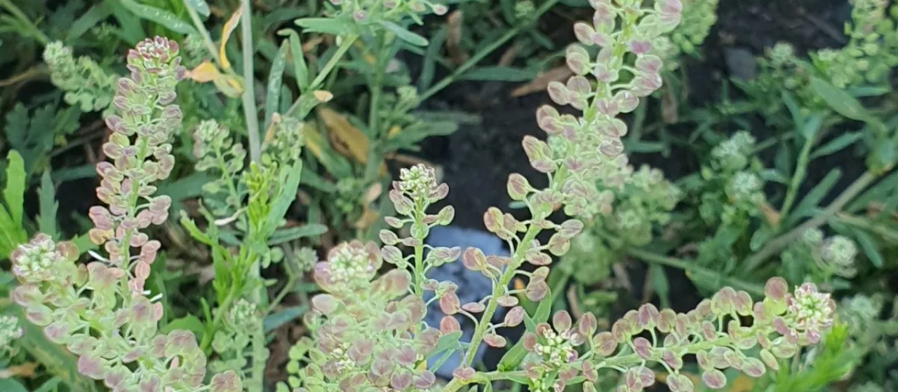 Peppergrass