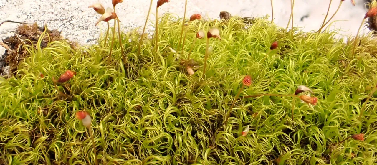 Sickle-leaved Kiaeria