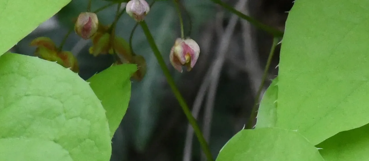 Alpine barrenwort