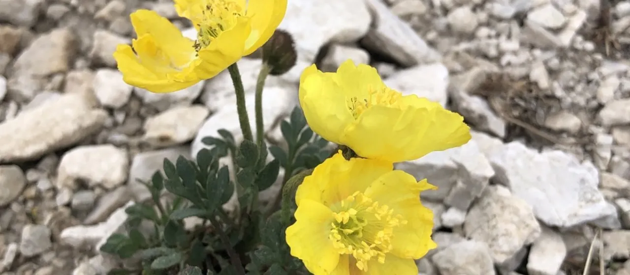Kerner's poppy