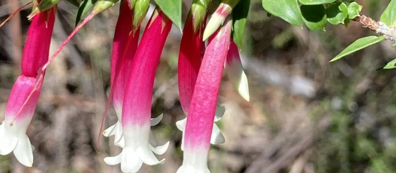 Fuchsia-heath