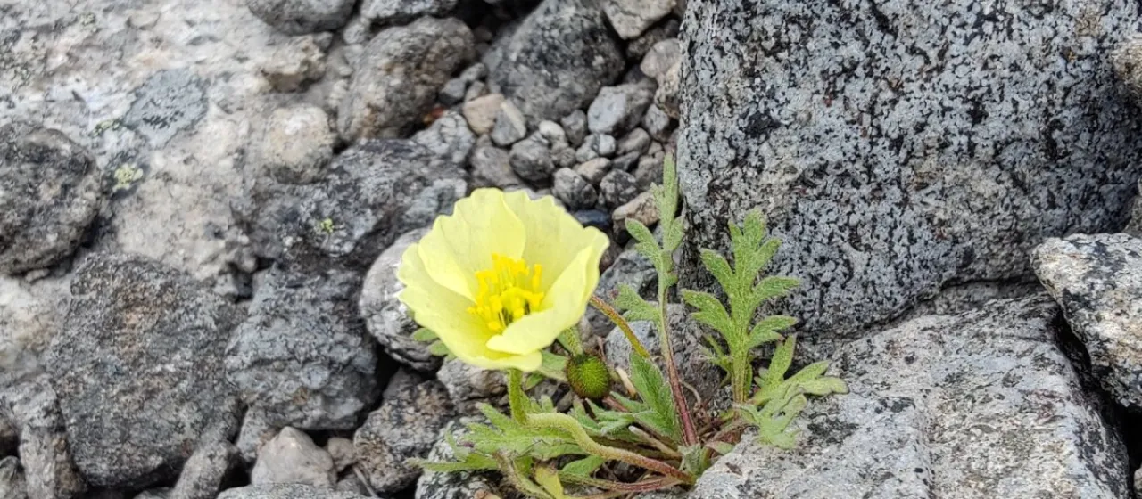 Lapland poppy