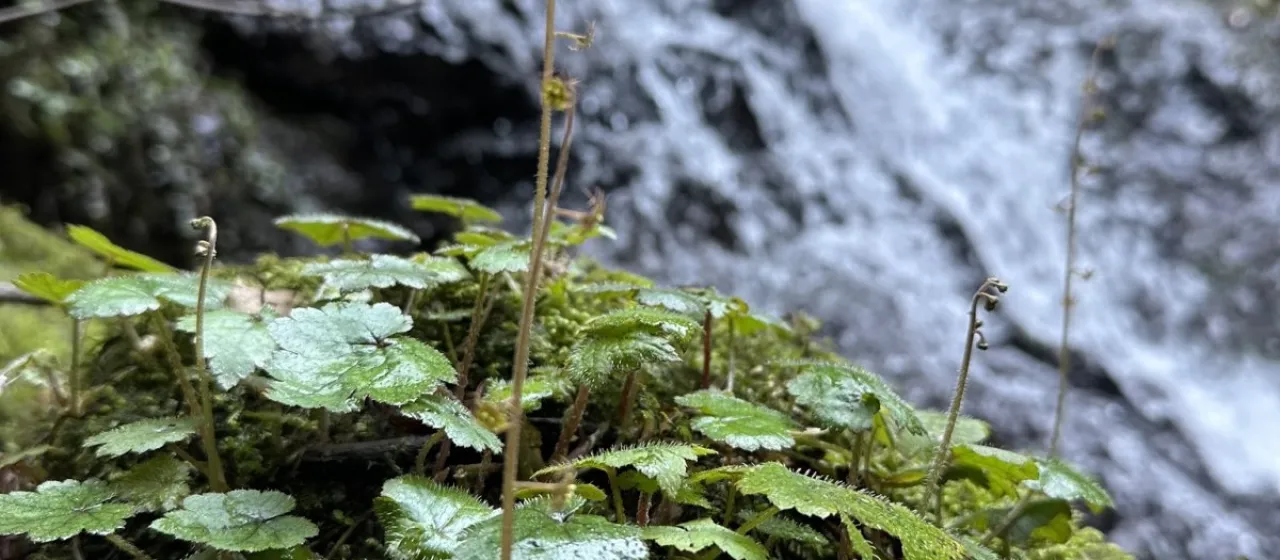 Small-flowered mitrewort
