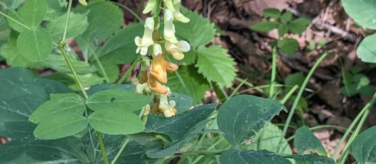 Lathyrus davidii