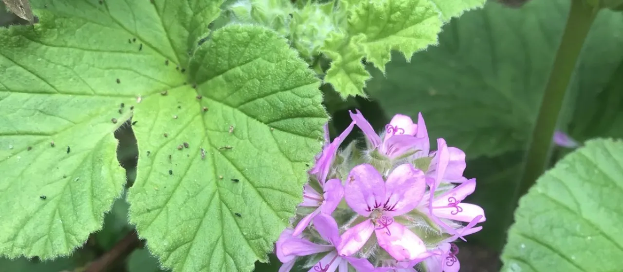 Grape-leaved pelargonium