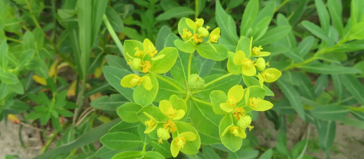 Glandular-green spurge