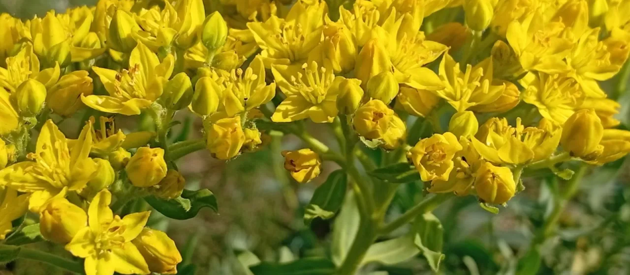 Цельнолистник душистый