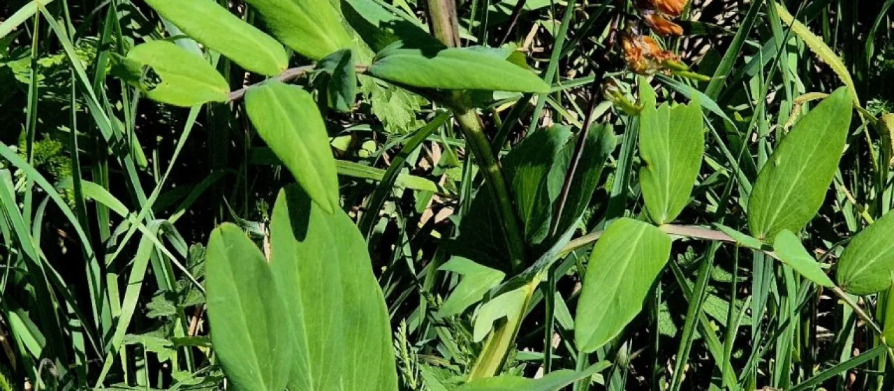 Vetchling pea