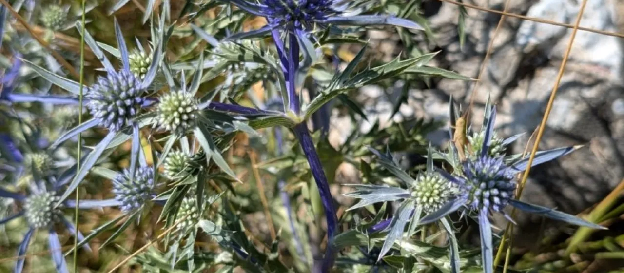 Amethyst sea holly
