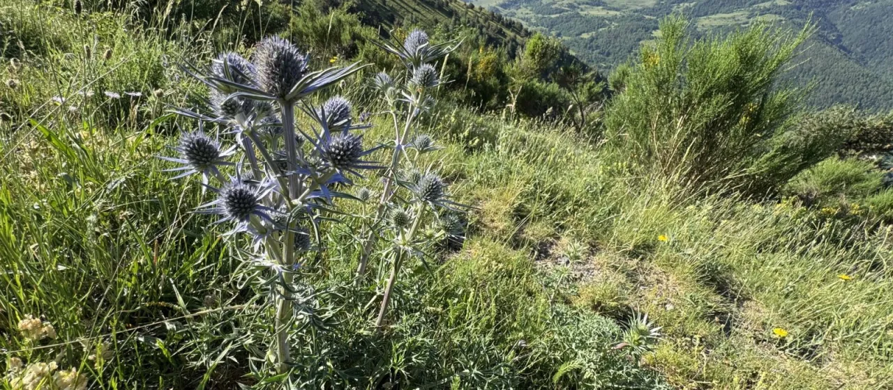 Bourgati's sea holly