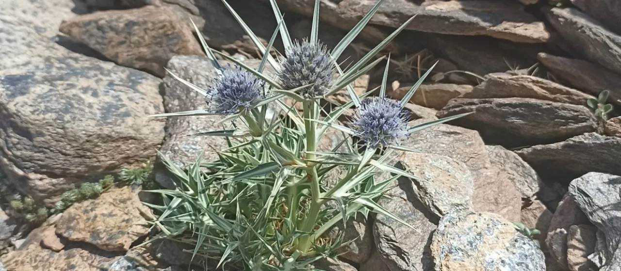 Ice eryngo