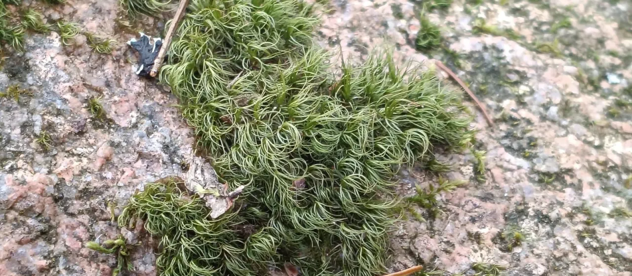 Paraleucobryum longifolium
