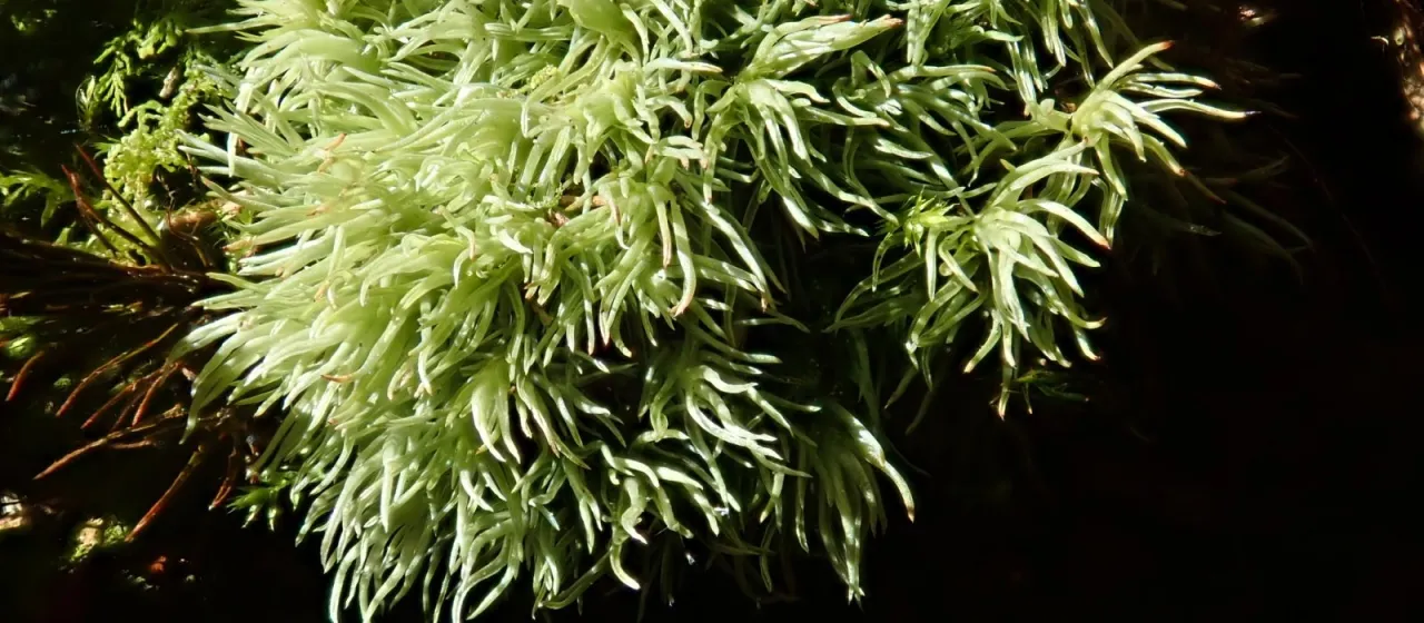 Juniper-leaved pincushion moss