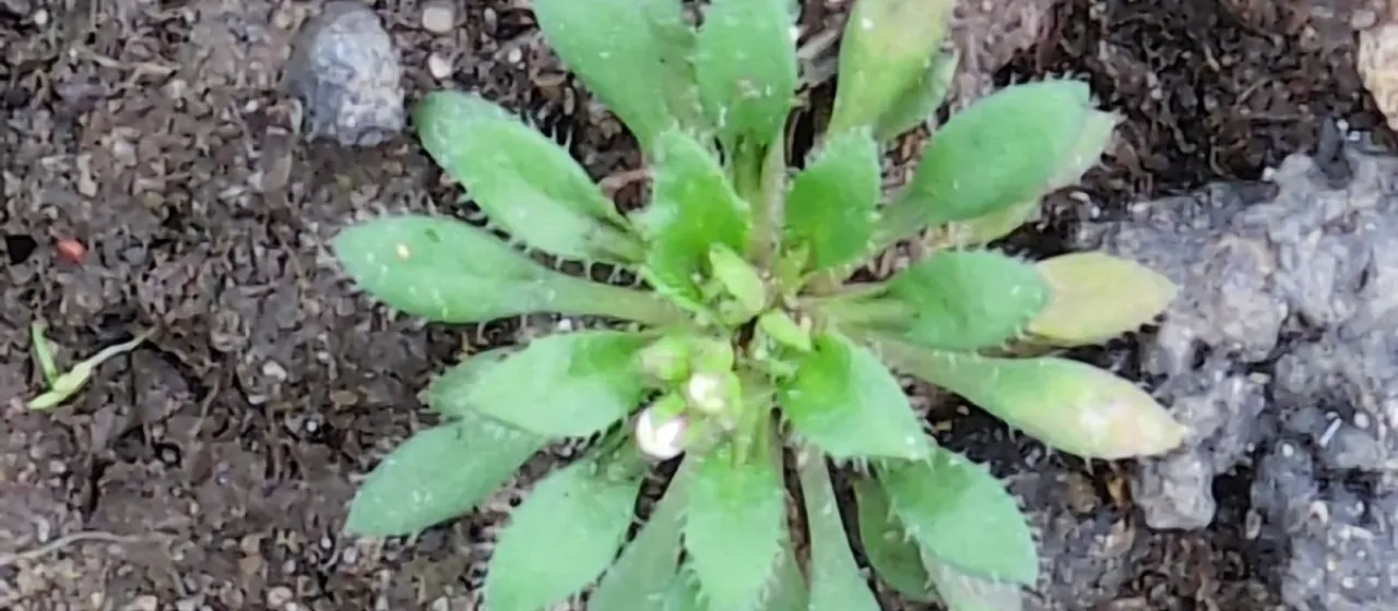 Erophila majuscula