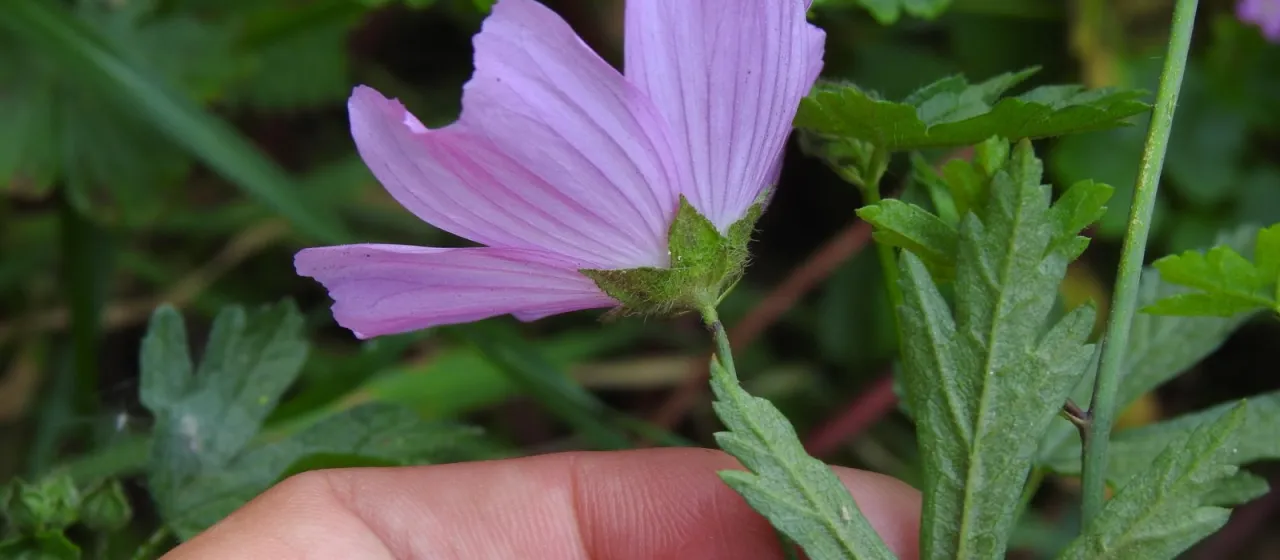 Malva tournefortiana