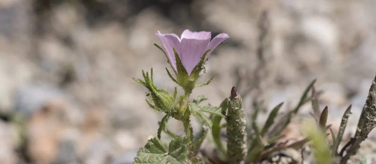 Мальва критская