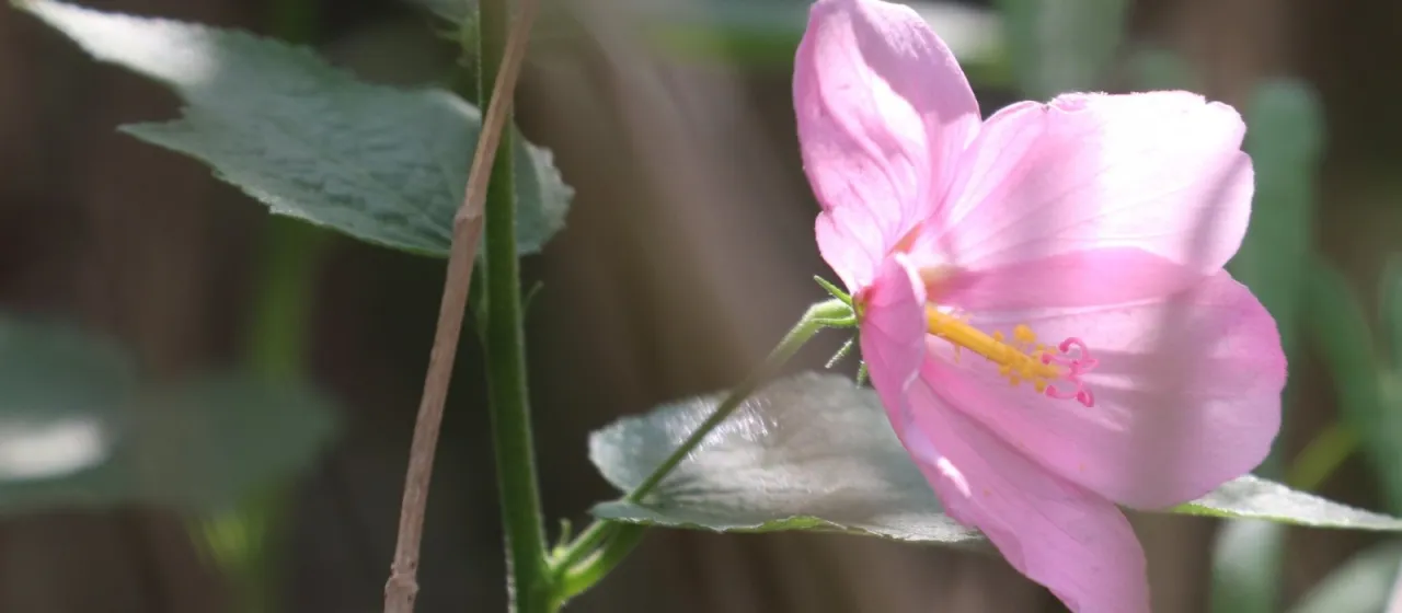 Saltmarsh mallow