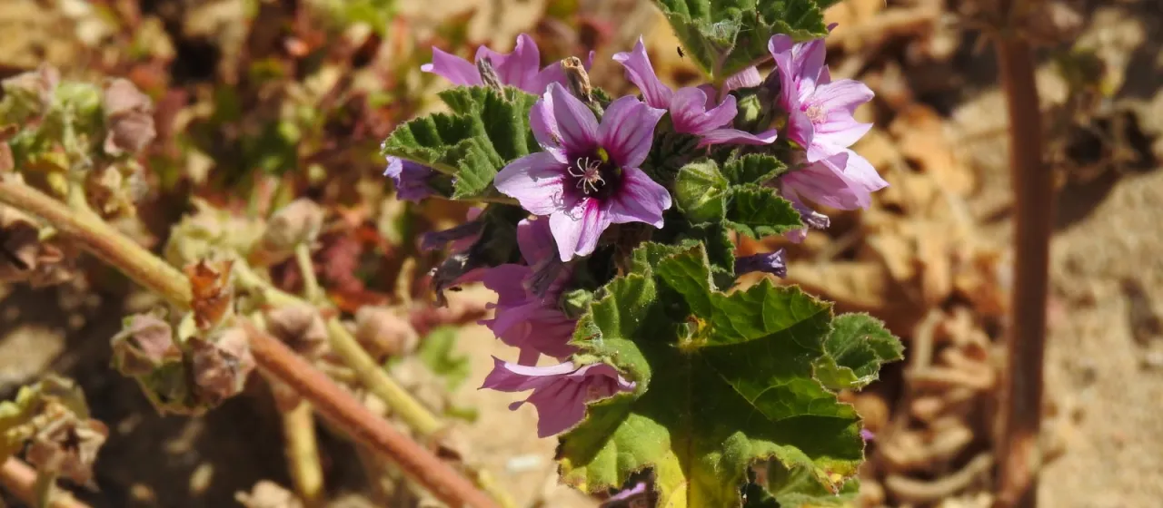 Mauritanian tree mallow