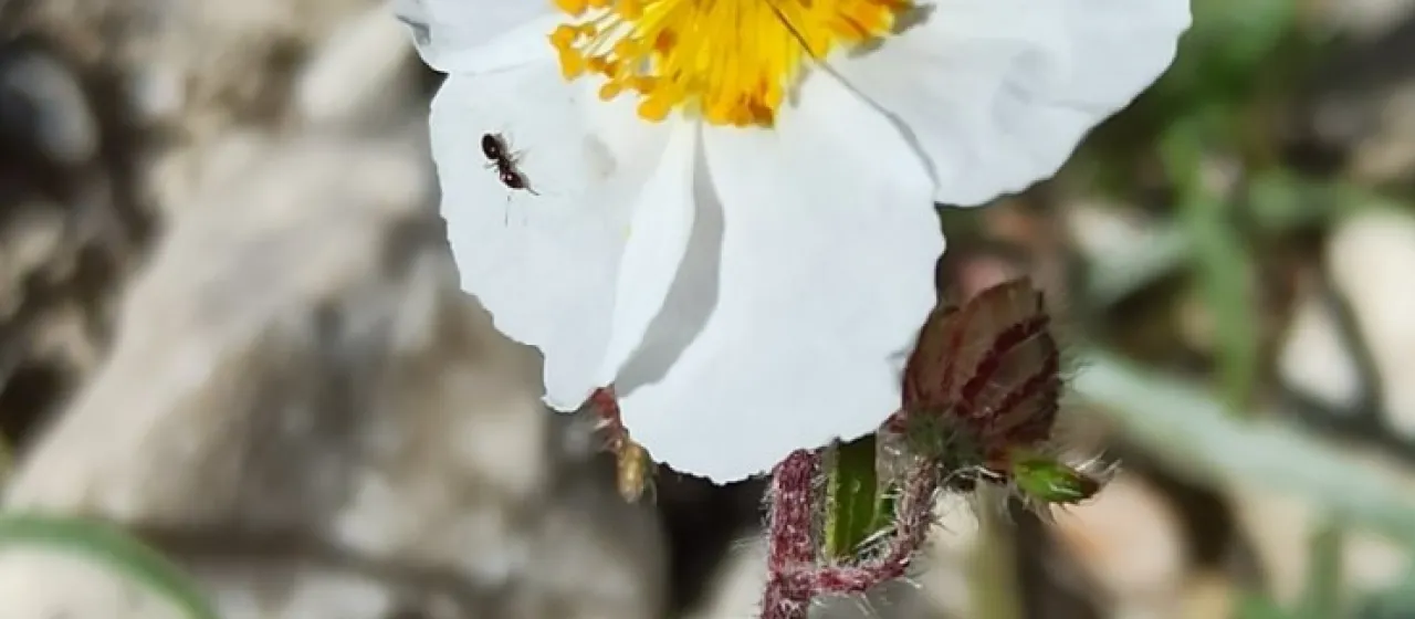 Helianthemum asperum