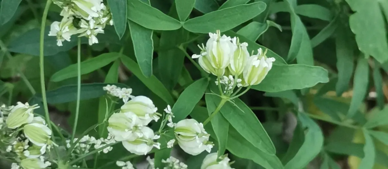Laserpitium peucedanoides
