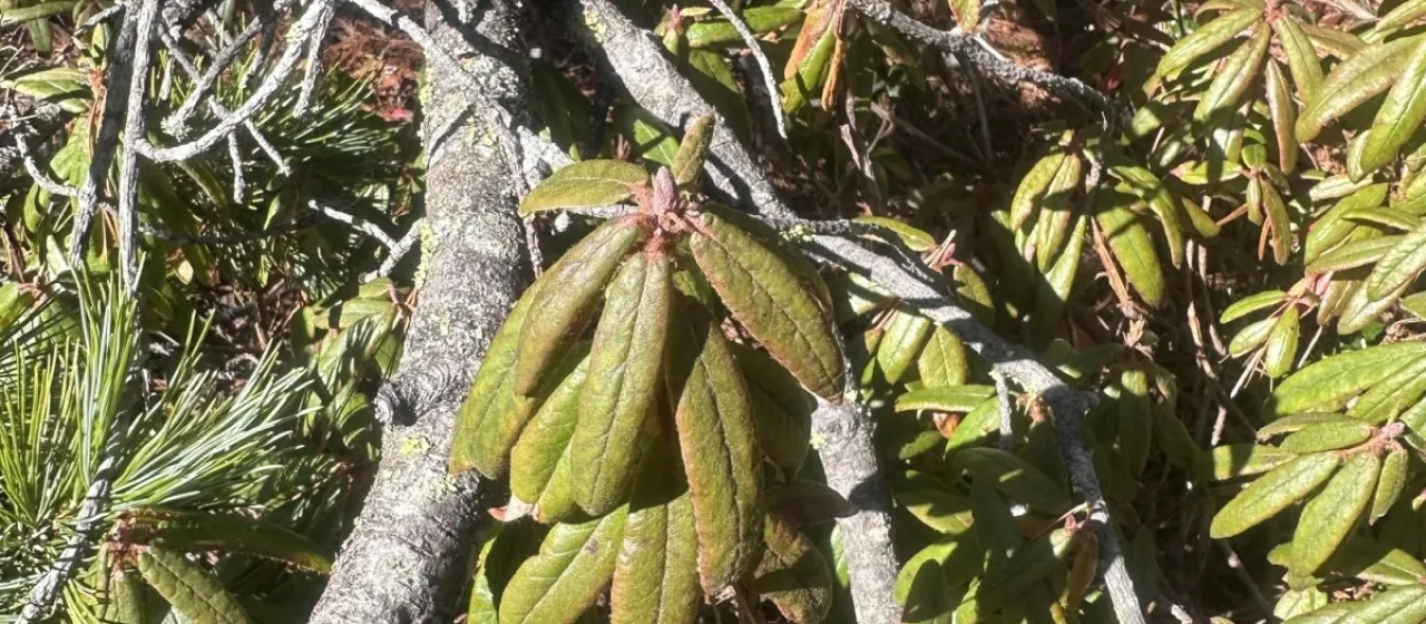 Large-leaved marsh Labrador tea