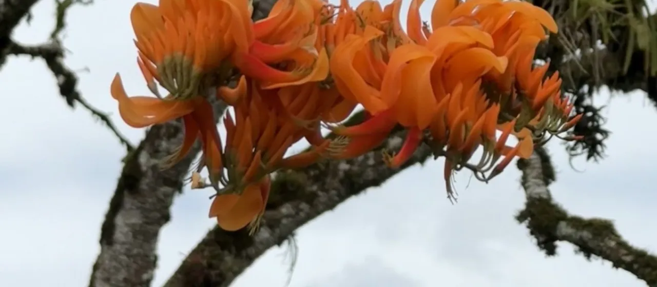 Erythrina poeppigiana