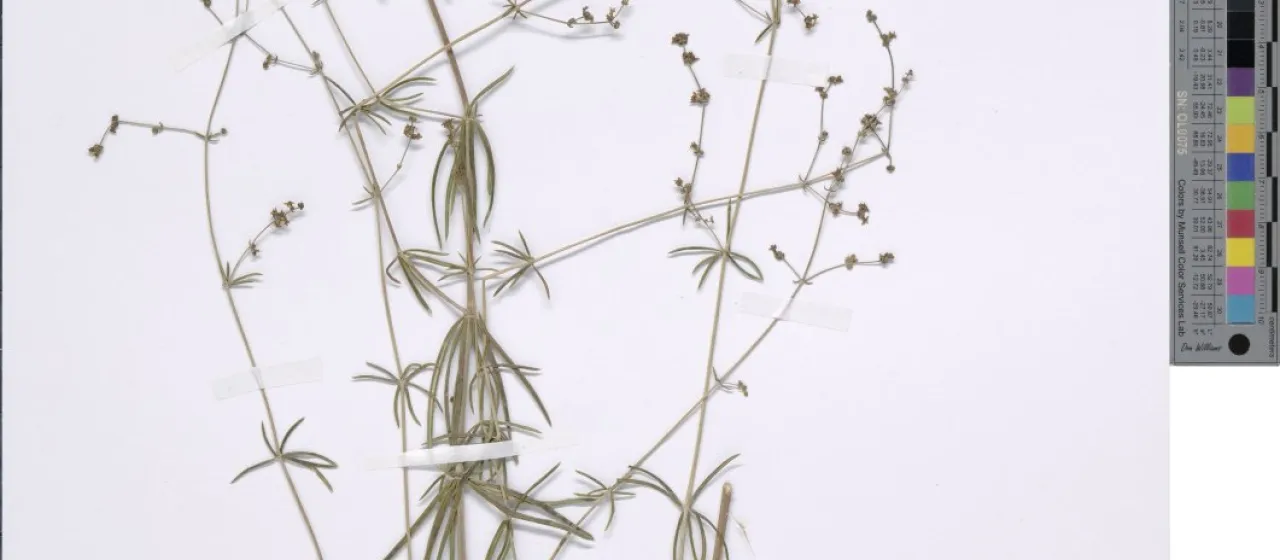 Baetic bedstraw
