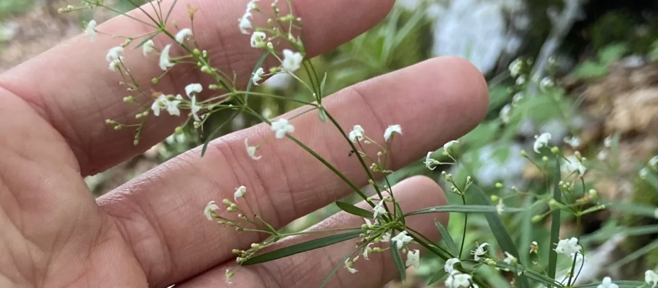 Smooth bedstraw