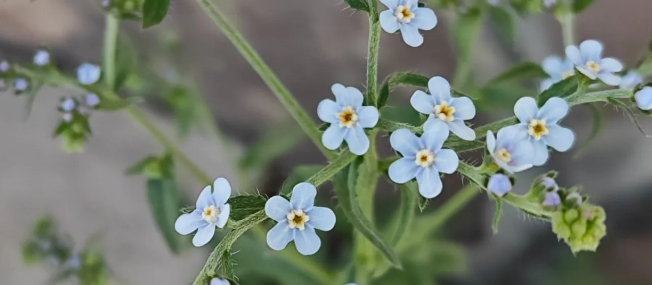 Lappula barbata