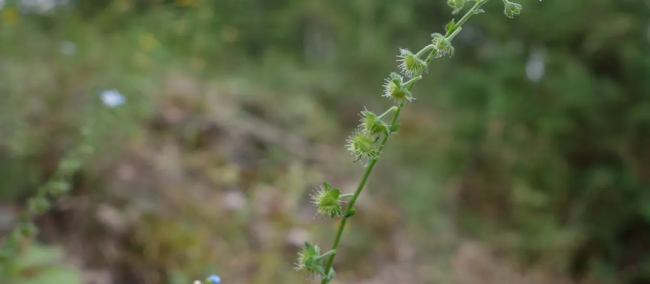 Lappula deflexa