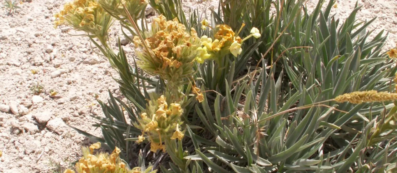 Macrotomia densiflora