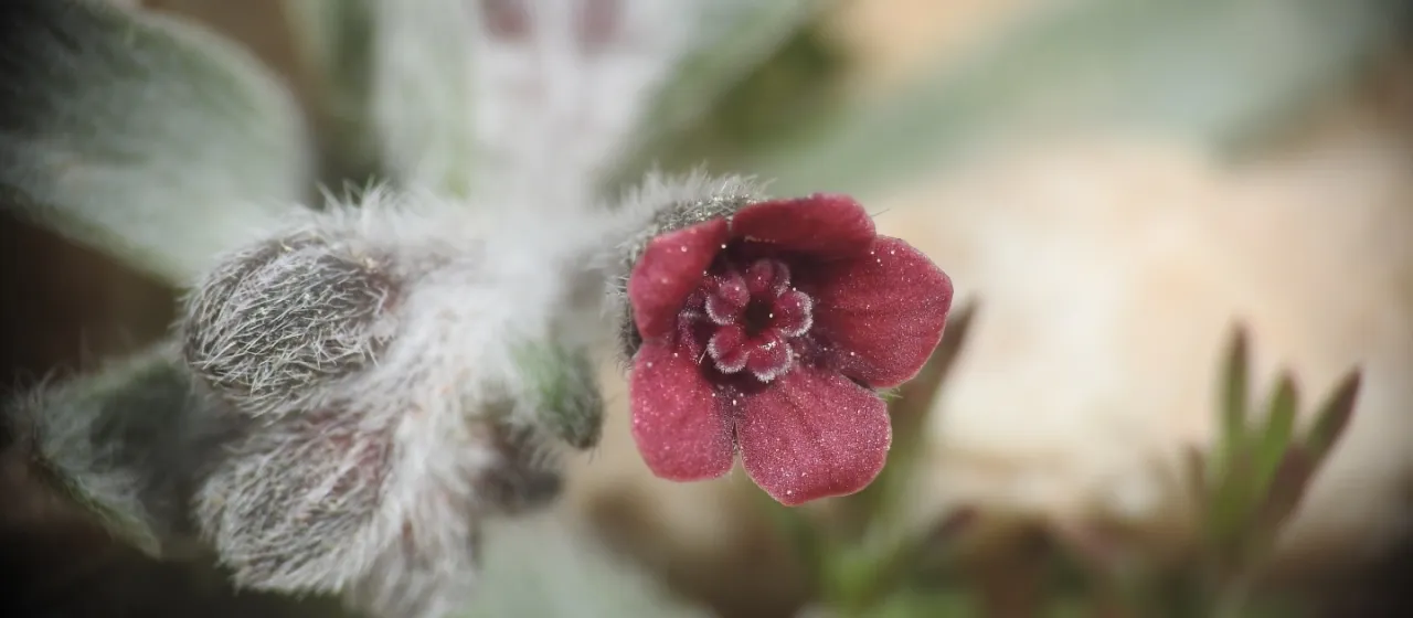 Paracaryum lithospermifolium
