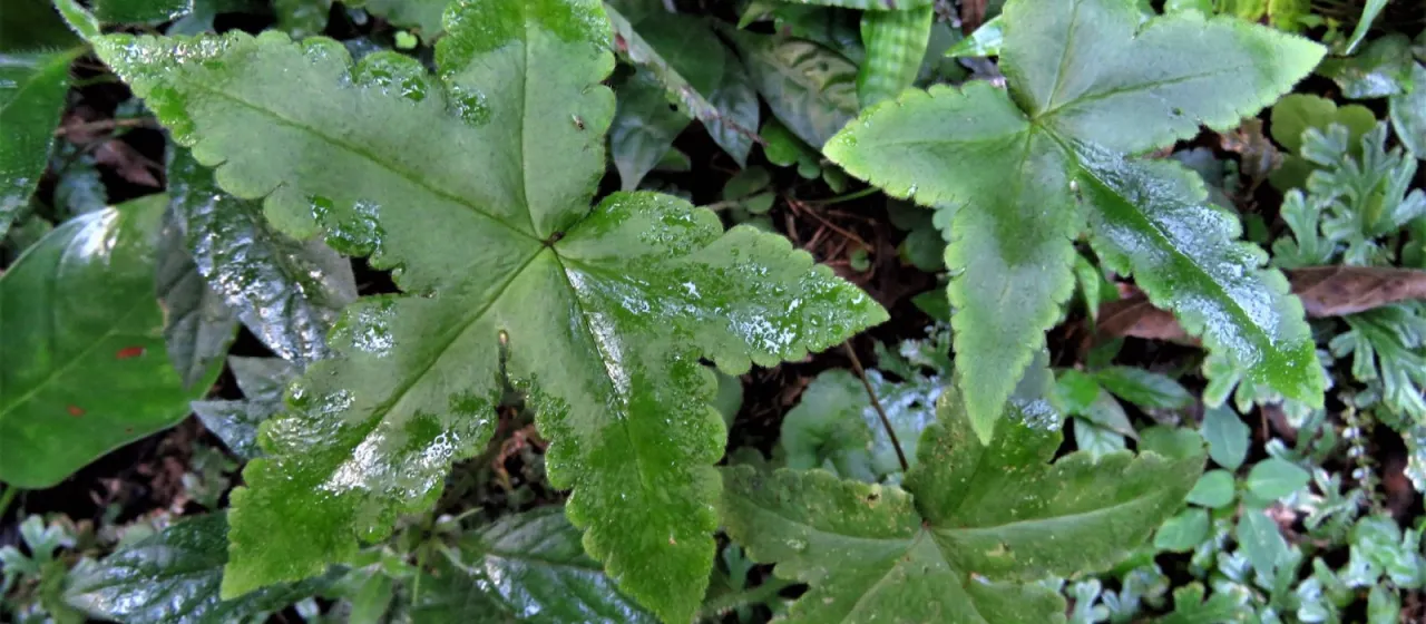 Hemionitis palmata