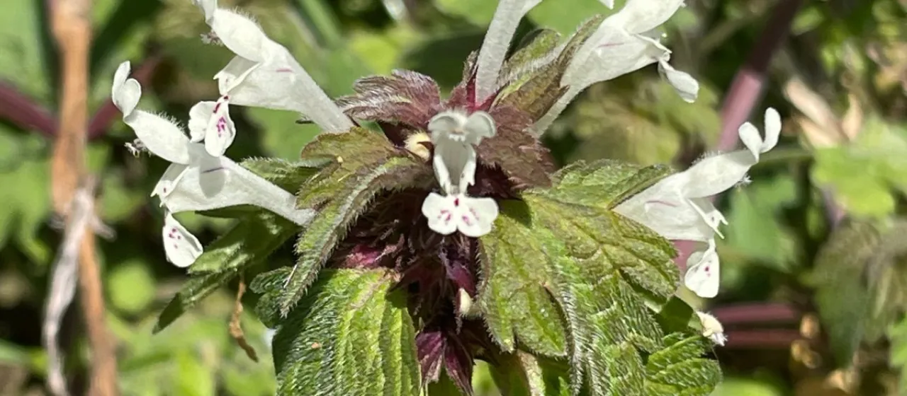 Bifid deadnettle