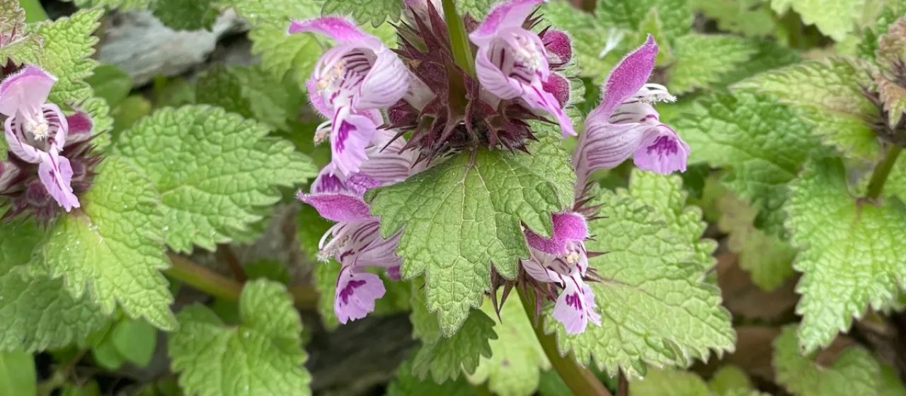 Gargano dead-nettle