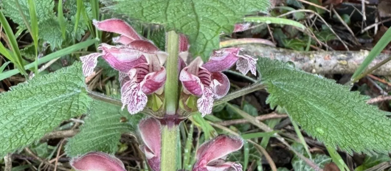 Lamium orvala