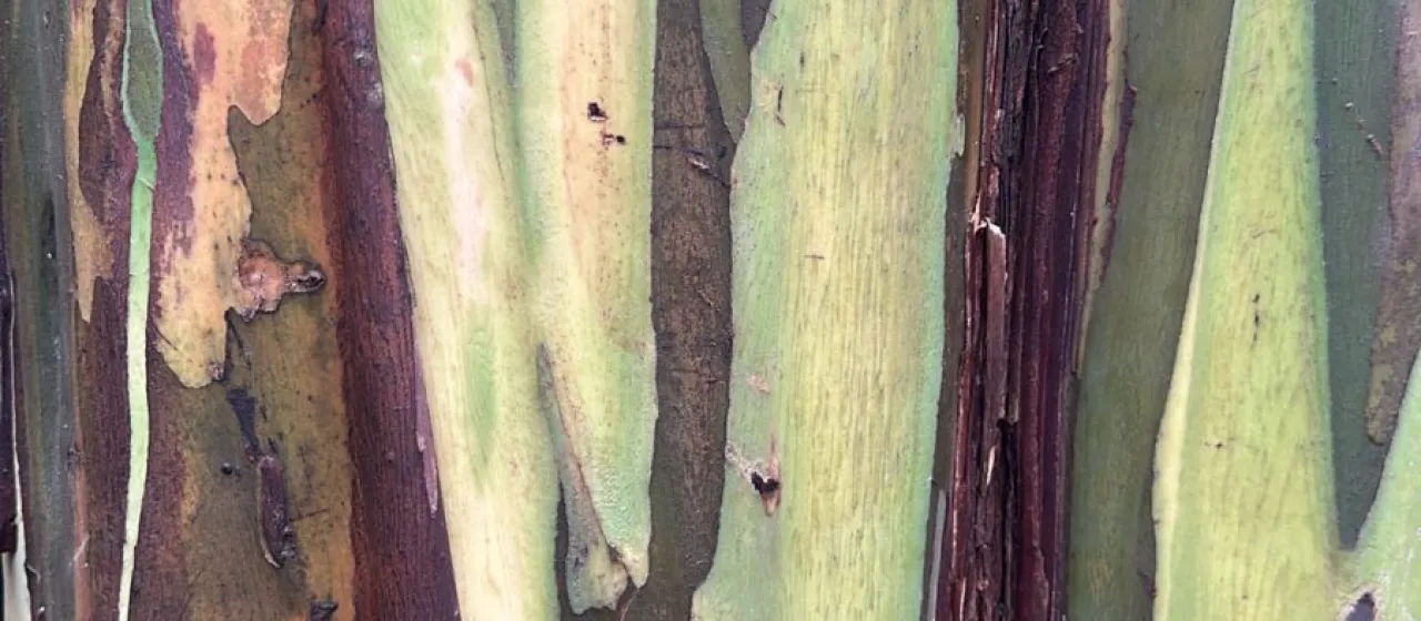 Rainbow Eucalyptus