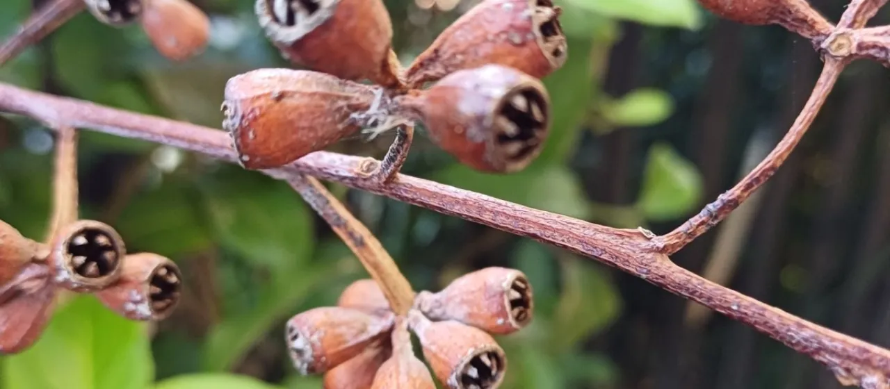 Eucalyptus grandis