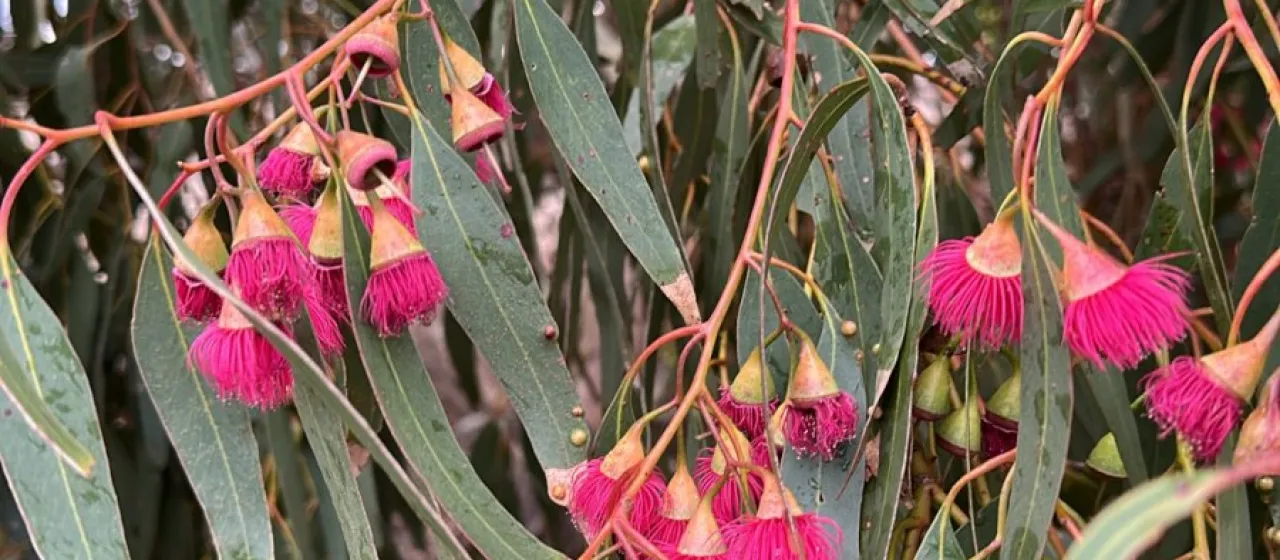 Yellow gum