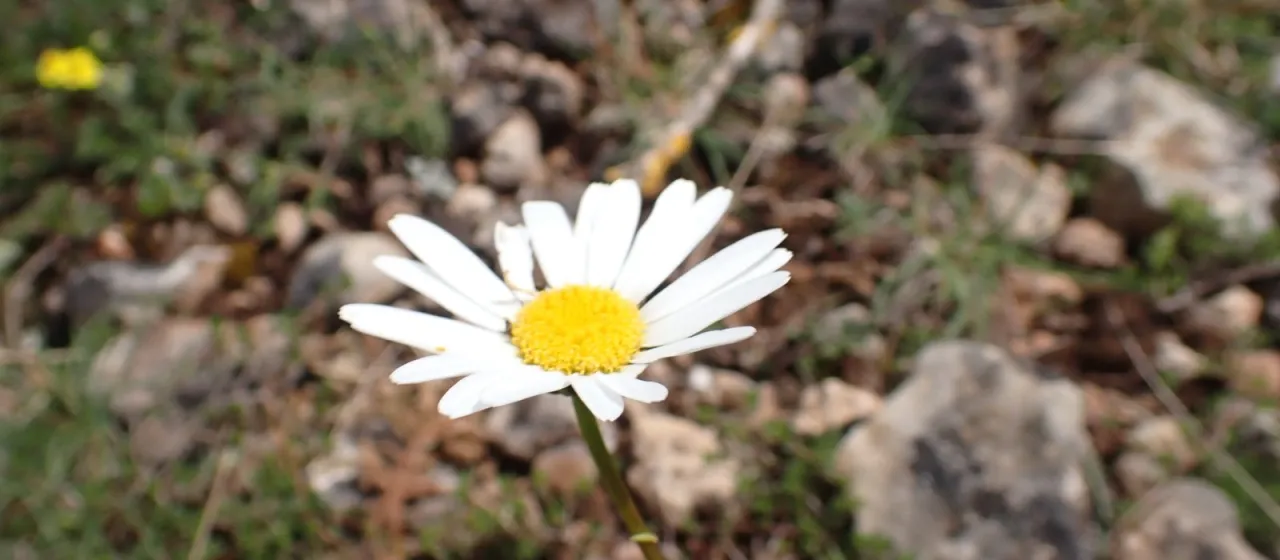 Grass-leaved oxeye