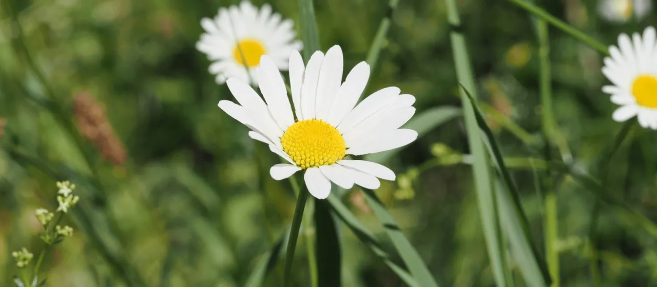 Irkutsk daisy