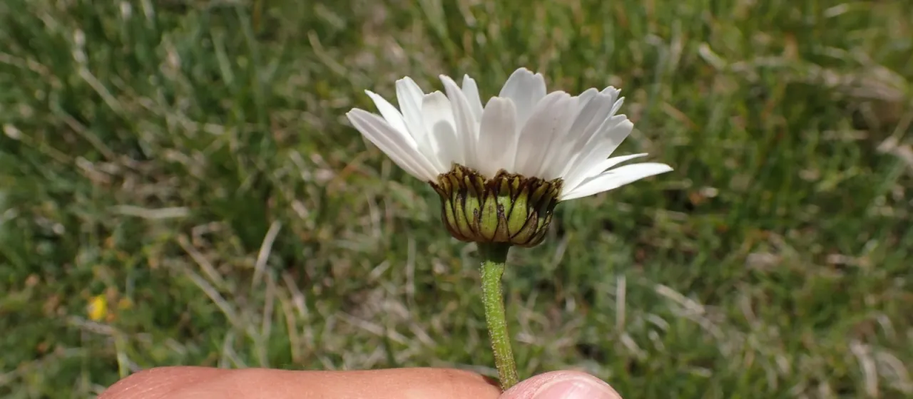 Leucanthemum adustum