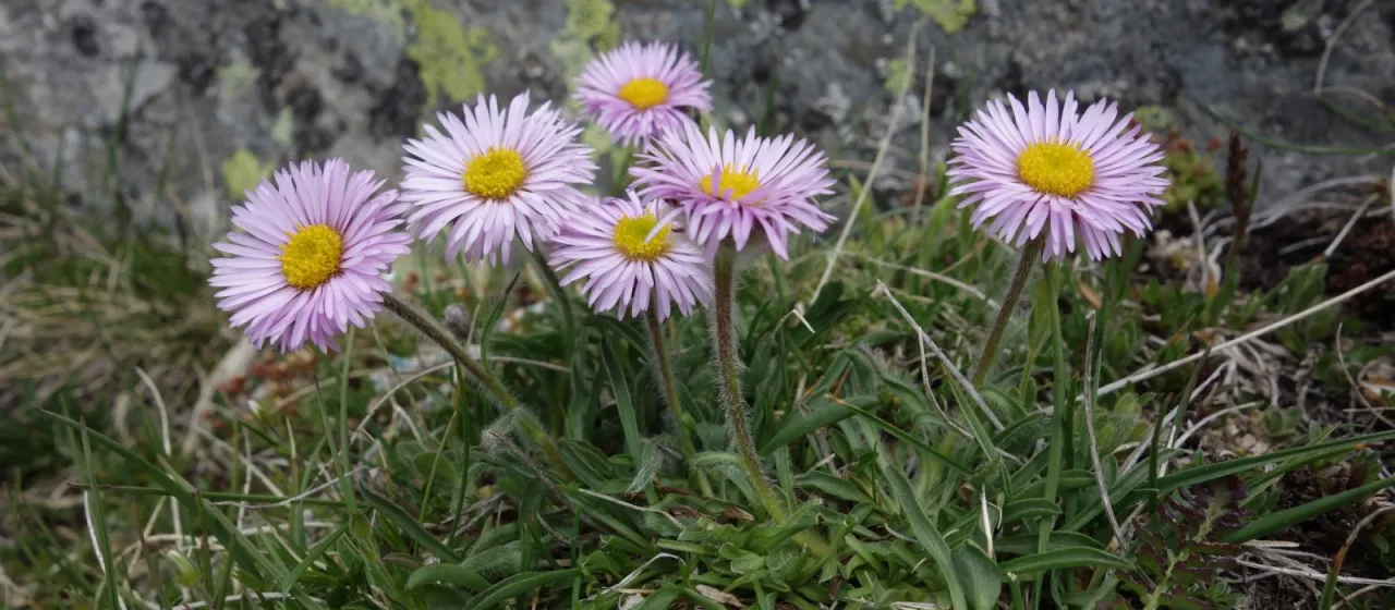 Aragon fleabane