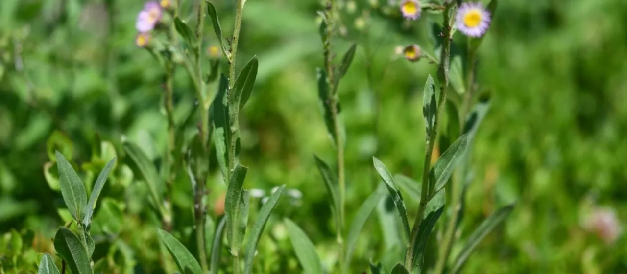 Atticus fleabane
