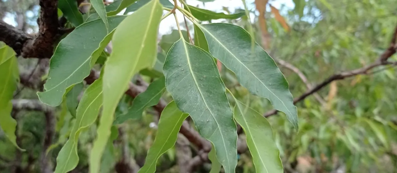 Timor mountain gum