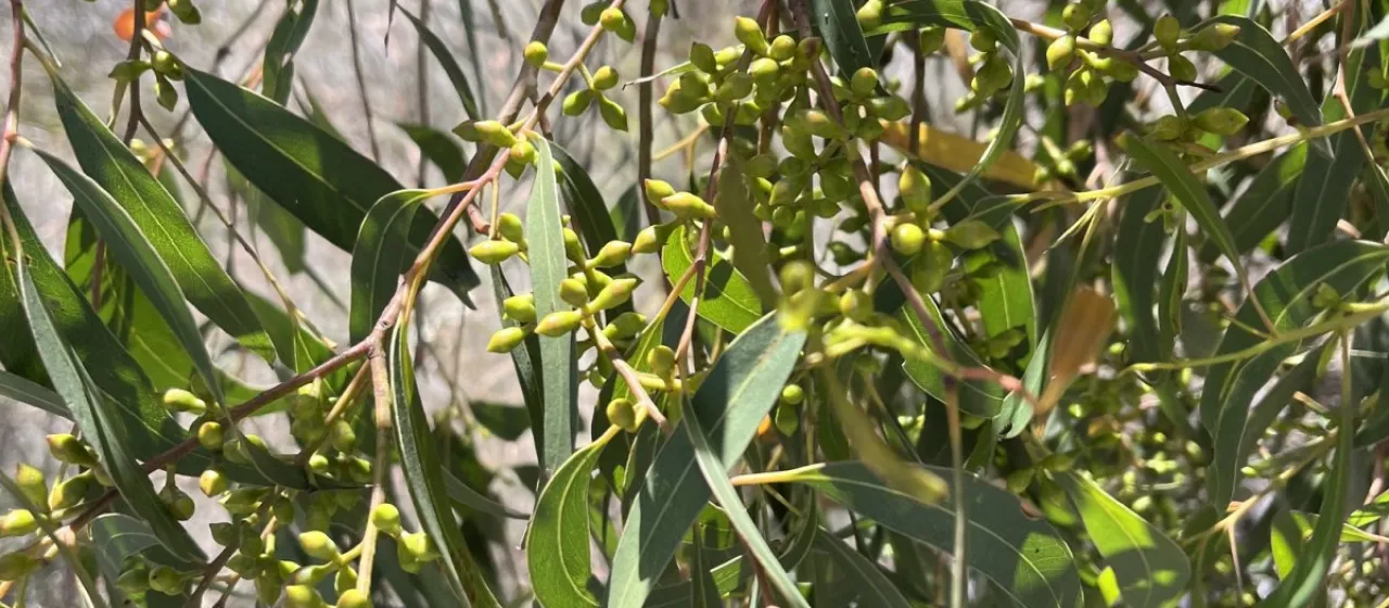Manna gum