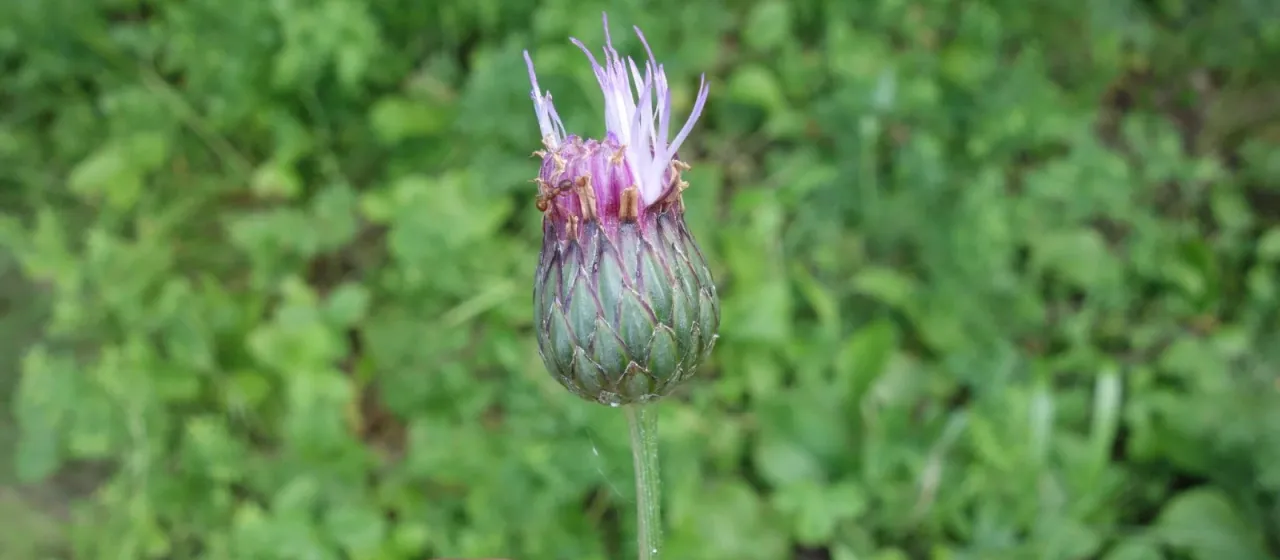 Klasea lycopifolia