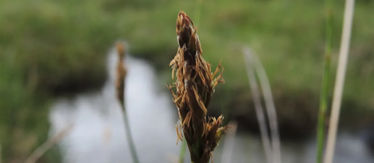 Simple bog-sedge