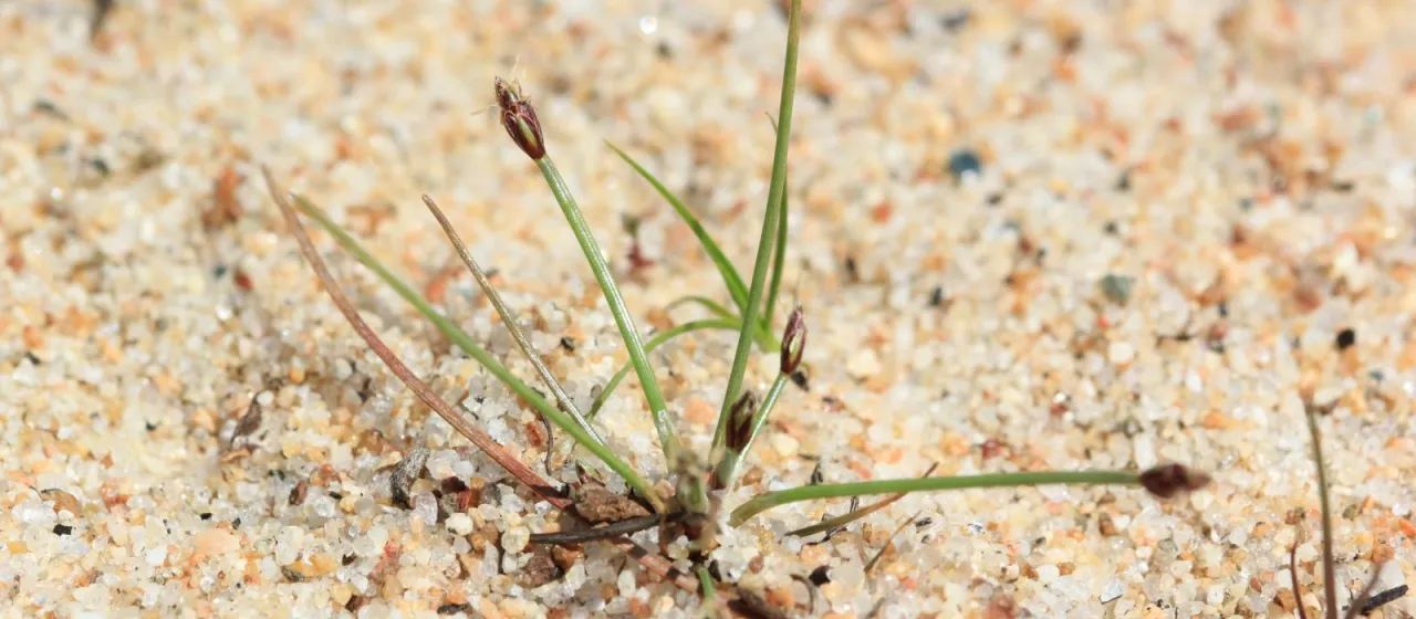 Pale spikerush