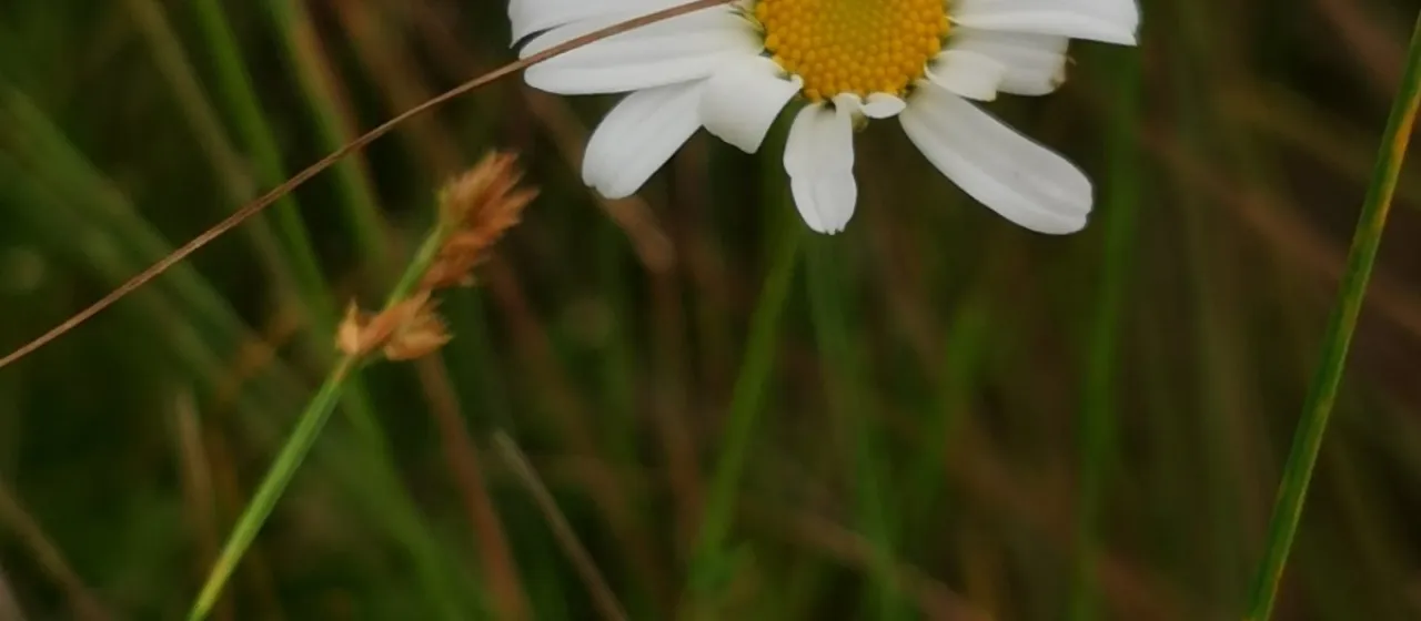 Leucanthemella linearis